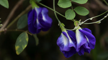 Butterfly Pea Flower: Why Feel Blue When You Can Drink It?