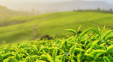 Revival Tea Academy: The Different Levels of Tea Oxidation
